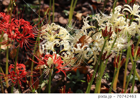 秋の公園に咲くヒガンバナの赤と白の花の写真素材