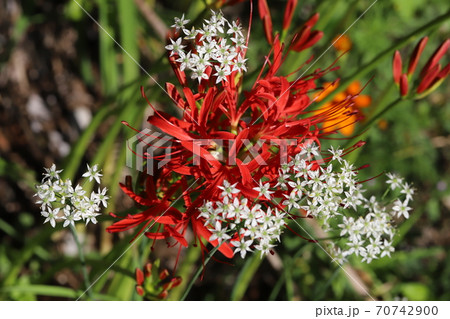 秋の公園に咲くヒガンバナとニラの花 秋の公園に咲くヒガンバナとニラの花 70742900