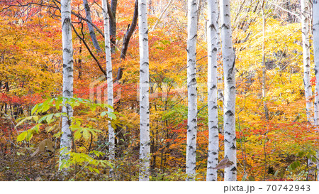 가을 자작나무숲 - 스톡사진 [70742943] - Pixta