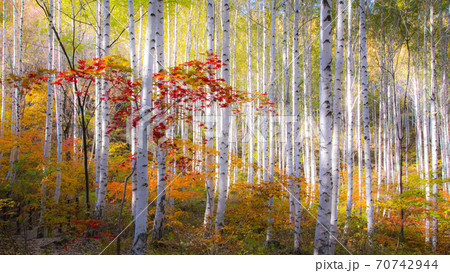 가을 자작나무숲 - 스톡사진 [70742944] - Pixta