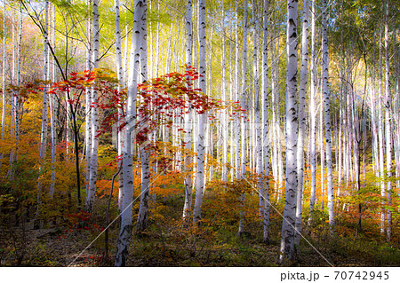 秋 紅葉 白樺 70742945