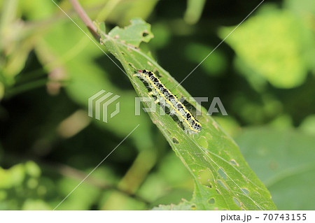 緑の葉を食べるフタトガリコヤガの幼虫 70743155