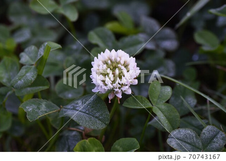 シロツメクサ（白詰草） 70743167
