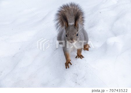 The squirrel sits on white snow. 70743522
