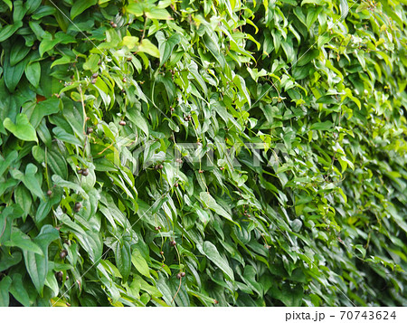 長芋の弦に実をつけるむかご 長芋の弦に実をつけるむかご 70743624