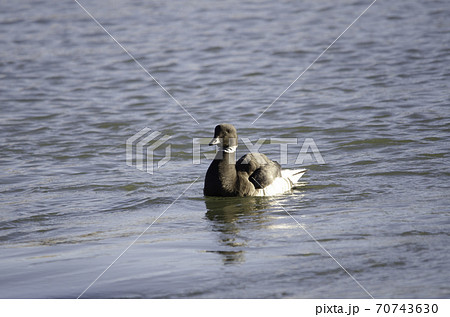 千葉県に飛来したコクガン 70743630