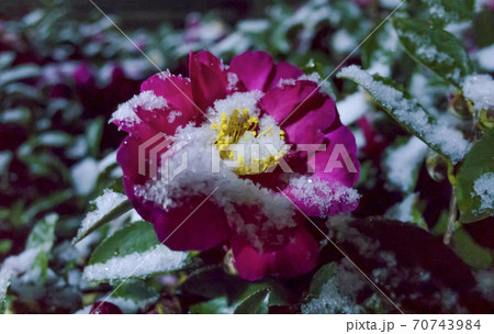 夜の雪の中のサザンカ 夜の雪の中のサザンカ 70743984