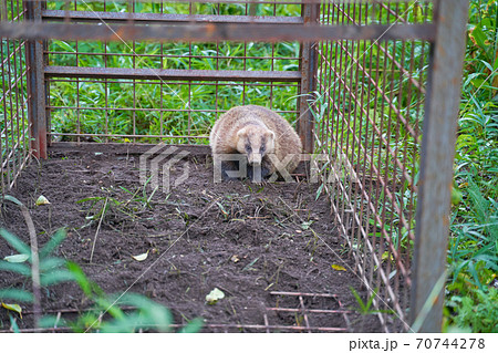 害獣捕獲用の罠に掛かったアナグマ 70744278