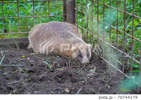 害獣捕獲用の罠に掛かったアナグマ 害獣捕獲用の罠に掛かったアナグマ 70744279
