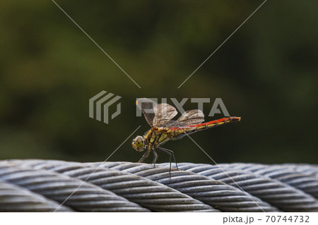 ワイヤーロープに止まり羽を休める赤トンボ　9月 70744732