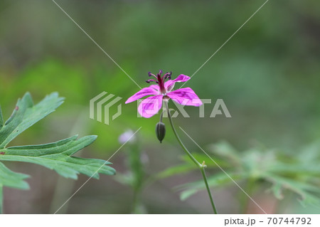 アサマフウロ 70744792