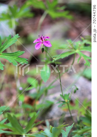 アサマフウロ 70744796