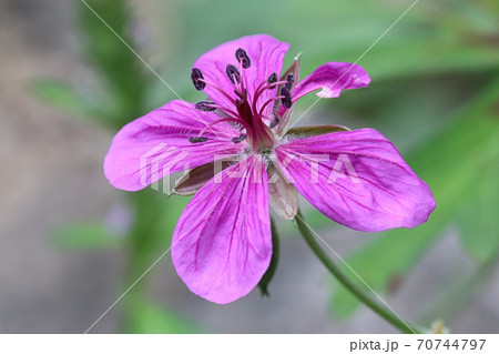 アサマフウロ 70744797