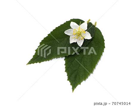 Close up of Jamaican cherry flower. Close up of Jamaican cherry flower. 70745014
