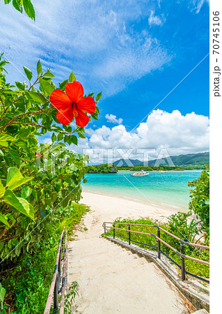 ハイビスカスと川平湾 70745106