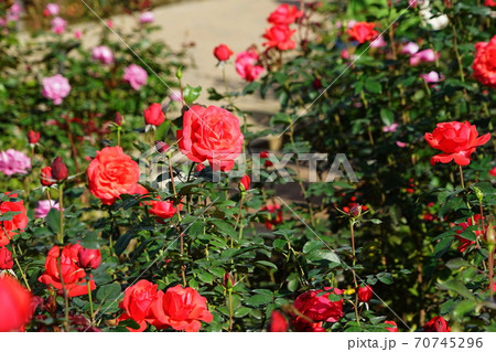 10月 調布690バラ 薔薇 バラ科 神代植物公園の写真素材