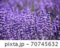 幌美峠のラベンダー 70745632