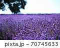 幌美峠のラベンダー 70745633