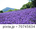 幌美峠のラベンダー 70745634