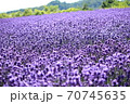 幌美峠のラベンダー 70745635
