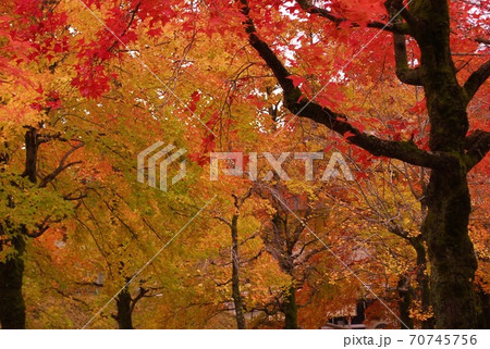 紅葉 70745756