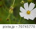 秋桜 70745770