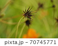 秋桜 70745771