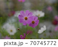 コスモス 70745772