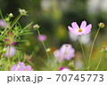 秋桜 70745773
