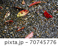 落ち葉のころ 70745776