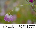 コスモス 70745777