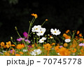 秋桜 70745778
