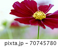 私の世界 70745780