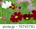秋桜 70745781
