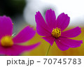 コスモス 70745783