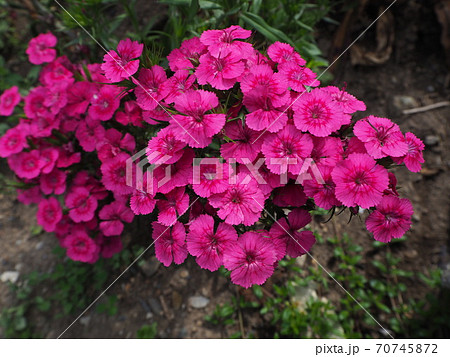 美女ナデシコ 70745872