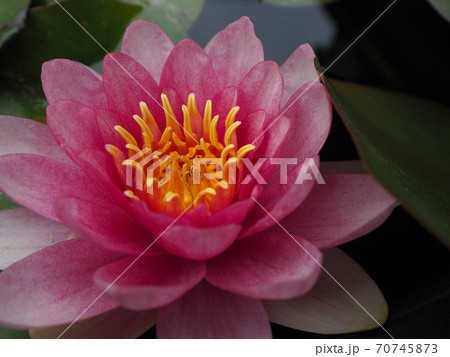 姫スイレン 70745873