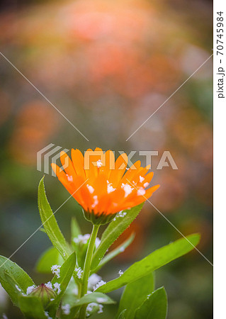Flower of calendula under snow 70745984