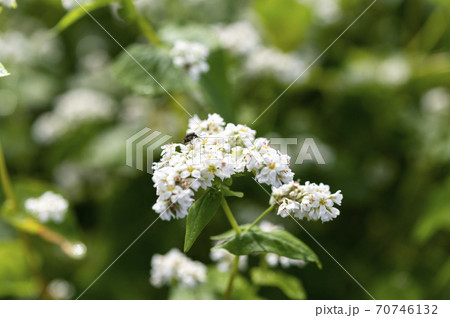 秋そばの花 秋そばの花 70746132