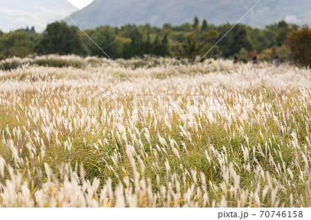 夕日に輝くススキ 夕日に輝くススキ 70746158