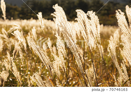 夕日に輝くススキ 夕日に輝くススキ 70746163