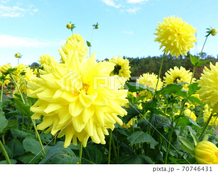 ダリア　天竺牡丹 70746431