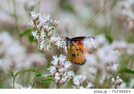 カバマダラ蝶と秋の七草フジバカマ 70746664
