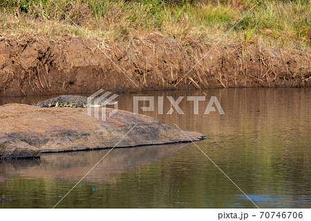 crocodile in pilanesberg national park, South Africa crocodile in pilanesberg national park, South Africa 70746706