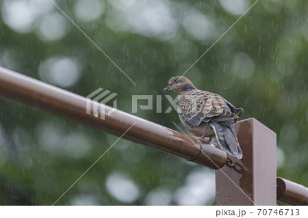 Rainy season city landscape 042 70746713