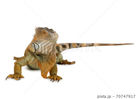 Cute iguana isolated on white background Cute iguana isolated on white background 70747917