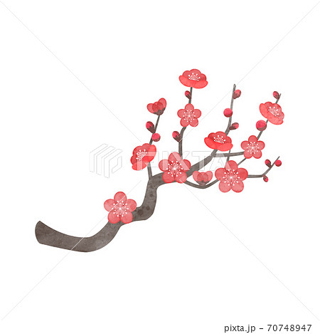 手描き水彩風 梅の花 イラスト 紅梅 のイラスト素材