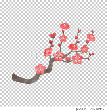 手描き水彩風　梅の花　イラスト(紅梅) 70748947