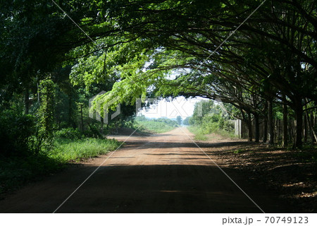 ブラジルの緑のトンネル 70749123