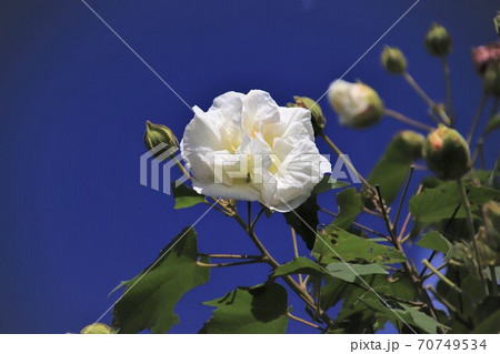 青空と酔芙蓉 青空と酔芙蓉 70749534